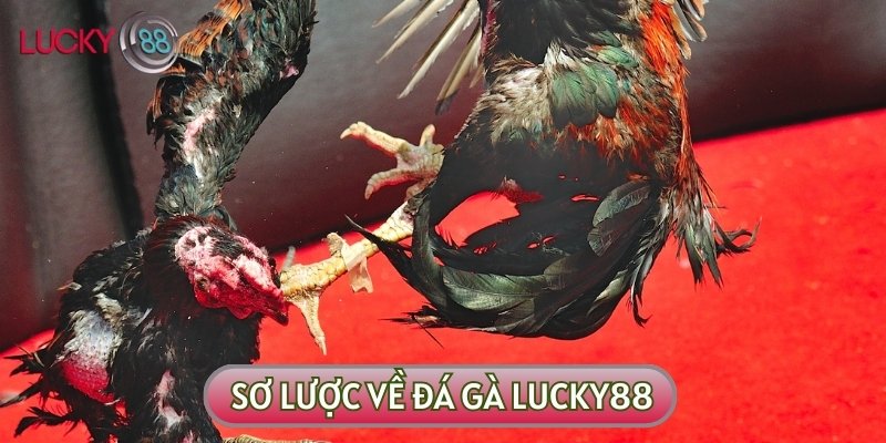 Đá gà LUCKY88 chắc chắn sẽ khiến người hâm mộ cảm thấy thú vị