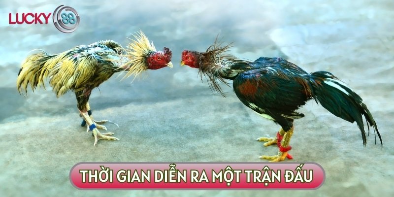 Thời gian diễn ra một trận đá gà Thomo là 15 phút và nghỉ giữa hiệp 5 phút