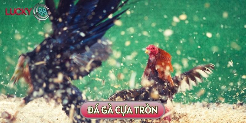 Đá gà cựa tròn là hình thức thi đấu được nhiều người yêu thích