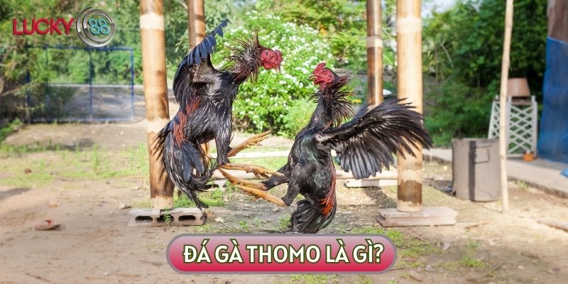 Đá gà Thomo là hình thức giải trí quen thuộc của nhiều người