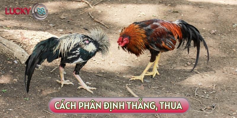 Cách phân định kết quả thắng và thua của các chiến kê trong một trận đấu